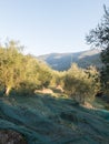 Typical Ligurian olive grove with bands