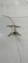 the typical lizard of West Kalimantan is not yet known the name and type, the size is around 10-12cm Royalty Free Stock Photo