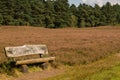 Lueneburg Heath in the autum Royalty Free Stock Photo