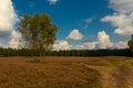 Lueneburg Heath in the autum Royalty Free Stock Photo