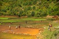 Typical Madagascar landscape green and yellow rice