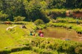 Typical Madagascar landscape green and yellow rice