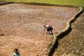 Typical Madagascar landscape green and yellow rice