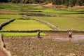 Typical Madagascar landscape green and yellow rice