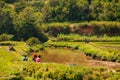 Typical Madagascar landscape green and yellow rice