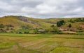 Typical Madagascar landscape - green and yellow rice terrace fields on small hills in region near Farariana Royalty Free Stock Photo