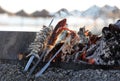 fish assorted in skewers, logs and fire, with beach and umbrellas in the background