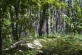 Typical mediterranean pine and fern forest