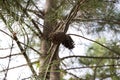 a typical Mediterranean pine tree with several pine cones on its branches. There are two pine cones on the pine tree. Concept Royalty Free Stock Photo