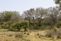 Everyday Mediterranean Scrubland Scene