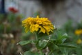 Typical Mexican flowers sown along urban parks