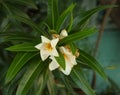 Typical Mexican flowers sown along urban parks