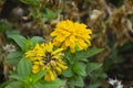 Typical Mexican flowers sown along urban parks