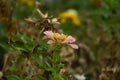 Typical Mexican flowers sown along urban parks