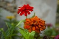 Typical Mexican flowers sown along urban parks