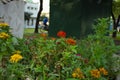 Typical Mexican flowers sown along urban parks