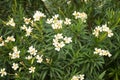 Typical Mexican flowers sown along urban parks