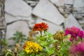 Typical Mexican flowers sown along urban parks