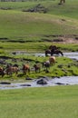 Typical mongolian landscape and steppe