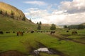 Typical mongolian landscape and steppe