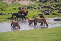 Typical mongolian landscape and steppe