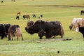 Yak in Mongolia