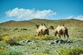 Typical Mongolian landscape wild camels Royalty Free Stock Photo