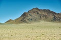 Typical Mongolian landscape with wild camels Royalty Free Stock Photo