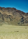 Typical Mongolian landscape with wild camels Royalty Free Stock Photo