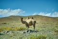 Typical Mongolian landscape wild camels Royalty Free Stock Photo