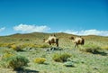 Typical Mongolian landscape wild camels