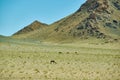 Typical Mongolian landscape with wild camels