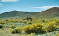 Typical Mongolian landscape wild camels