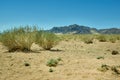 Typical Mongolian landscape with wild camels Royalty Free Stock Photo