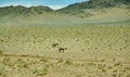 Typical Mongolian landscape with wild camels