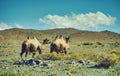 Typical Mongolian landscape wild camels