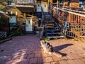 Typical Montreal neighborhood street with staircases Royalty Free Stock Photo