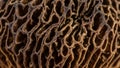 Typical of morels, which are sought after for their culinary Royalty Free Stock Photo