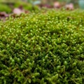 The typical morphology of bryophytes highlighting fine textures Royalty Free Stock Photo
