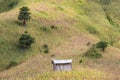 Typical mountain agriculture with corn growing on the steep side of a mountain with little shed