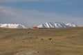 Typical multi-colored Mongolian house in the steppes of the Altai Mountains. Snowy mountains in the background. Mongolia Royalty Free Stock Photo
