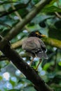 typical myna or common myna bird of Bangladesh.