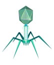 Typical myovirus Bacteriophage model with DNA. Virology, medical illustration.