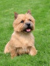 The typical Norwich Terrier on a green grass lawn