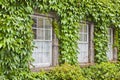 Typical old irish window with wall covered in ivy Ireland Royalty Free Stock Photo