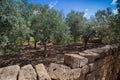Typical olive grove on west coast of Sicily Royalty Free Stock Photo