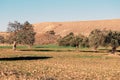 A Typical Olive tree land, privately owned which is used to produce virgin Olive Oil Royalty Free Stock Photo