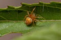 Typical Orbweaver Spider Royalty Free Stock Photo