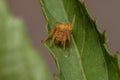Typical Orbweaver Spider Royalty Free Stock Photo