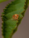 Typical Orbweaver Spider Royalty Free Stock Photo